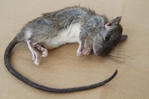 Rat